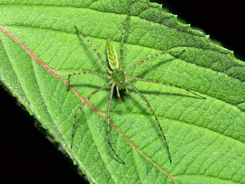 Green Lynx Spider.jpg
