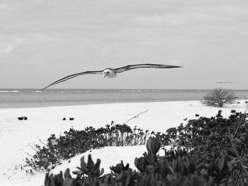 Laysan Albatross Midway Island.jpg