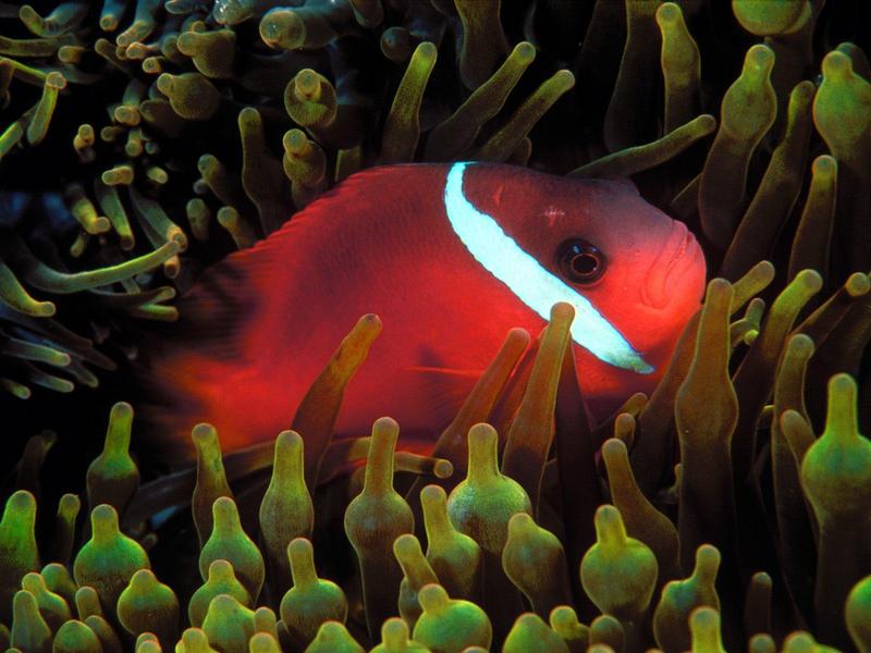 Red and Black Anemonefish.jpg