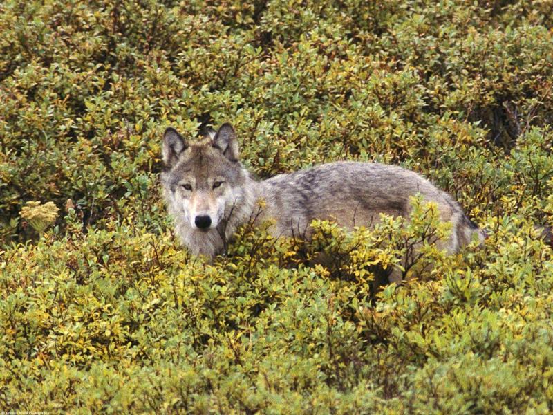 Tundra of Alaska Gray Wolf.jpg