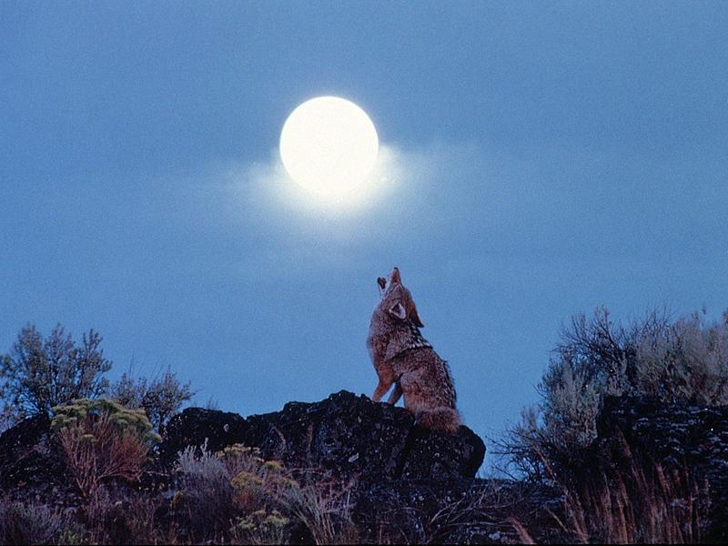 Howling Coyote.jpg