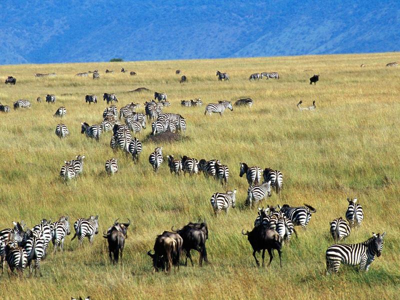 Migration of Burchell's Zebras and Wildebeest Kenya.jpg