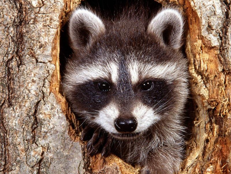 Natural Bandit Raccoon.jpg