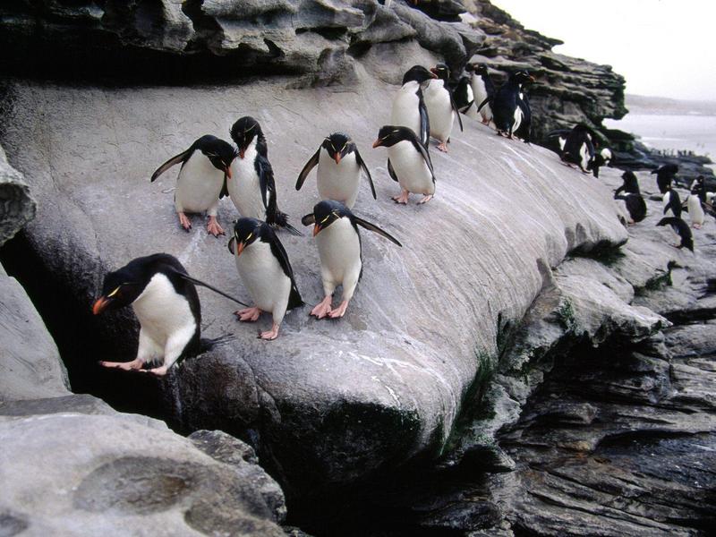 Rockhopper Penguins Falkland Islands.jpg
