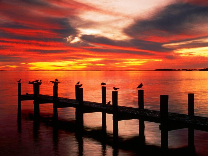 Seagulls at Sunset Fort Myers Florida.jpg
