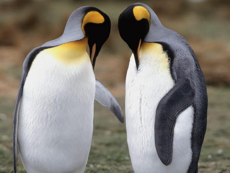 Tuxedo Check King Penguins.jpg