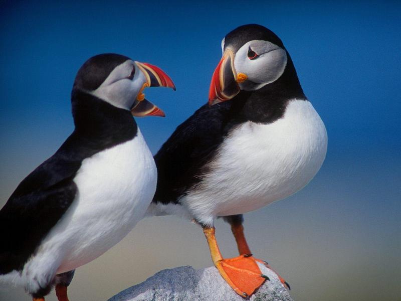 A Pair of Puffins.jpg