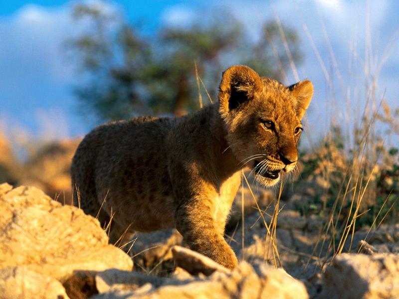 African Lion Cub.jpg