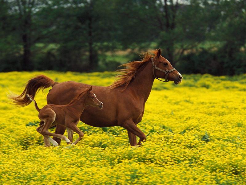 Arabian Mare and Foal Louisville Kentucky.jpg
