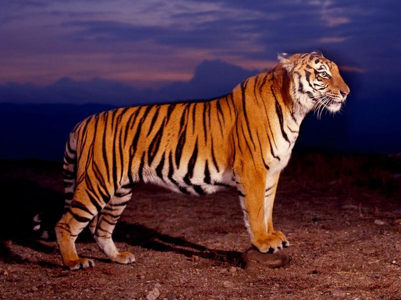 Bengal Tiger.jpg