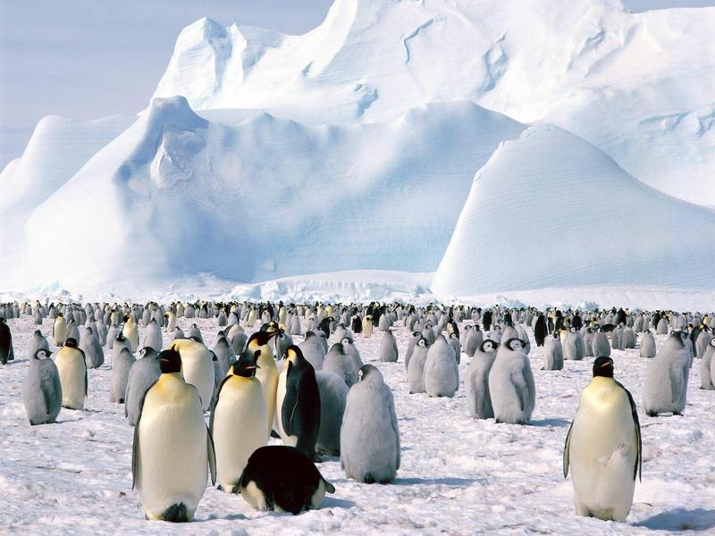 Emperor Penguins Weddell Sea Antarctica.jpg