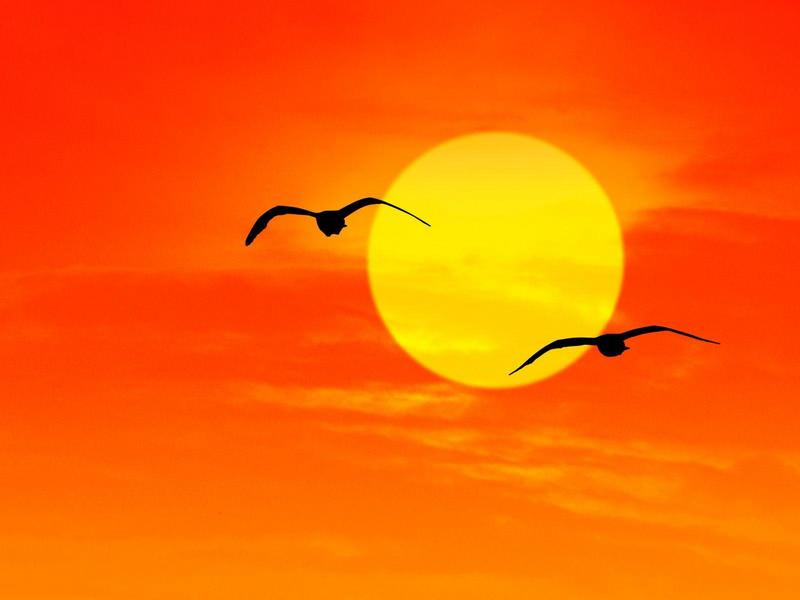 Seagulls at Sunrise Florida.jpg