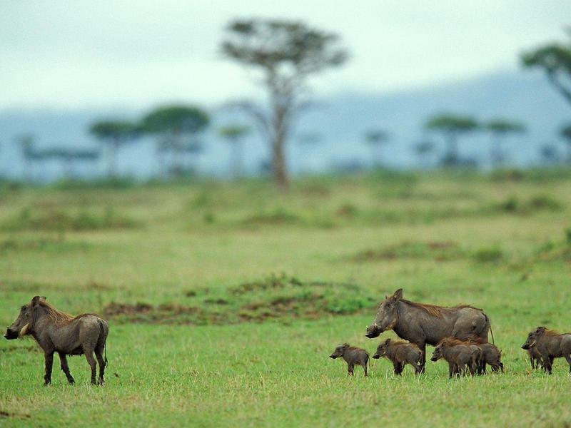 Warthog Family Masai Mara Kenya.jpg
