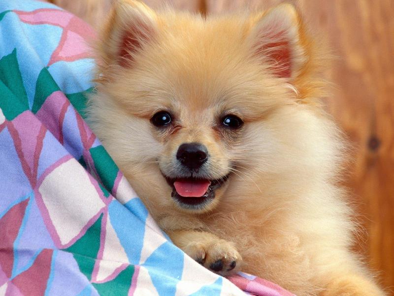 Cuddly Soft Pomeranian.jpg