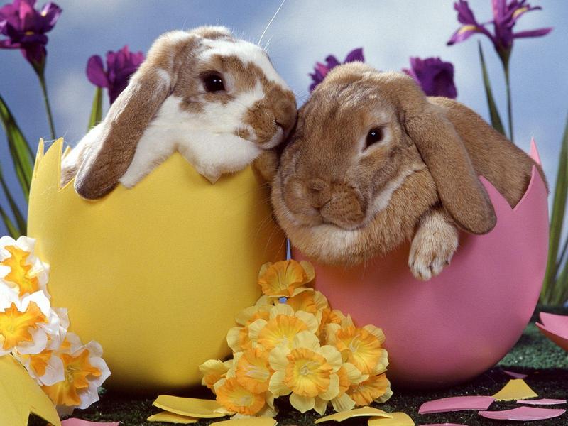 Easter Bunnies.jpg