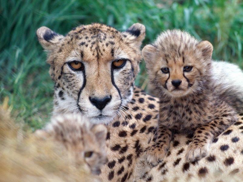 Family Close-Up Cheetahs.jpg