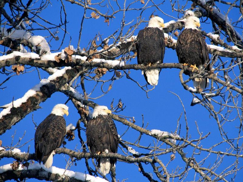 Four of a Kind Bald Eagles Alaska.jpg