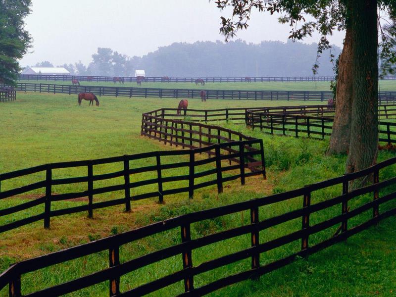 Horse Farm Goshen Kentucky.jpg