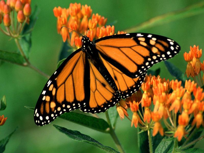 Monarch Butterfly.jpg