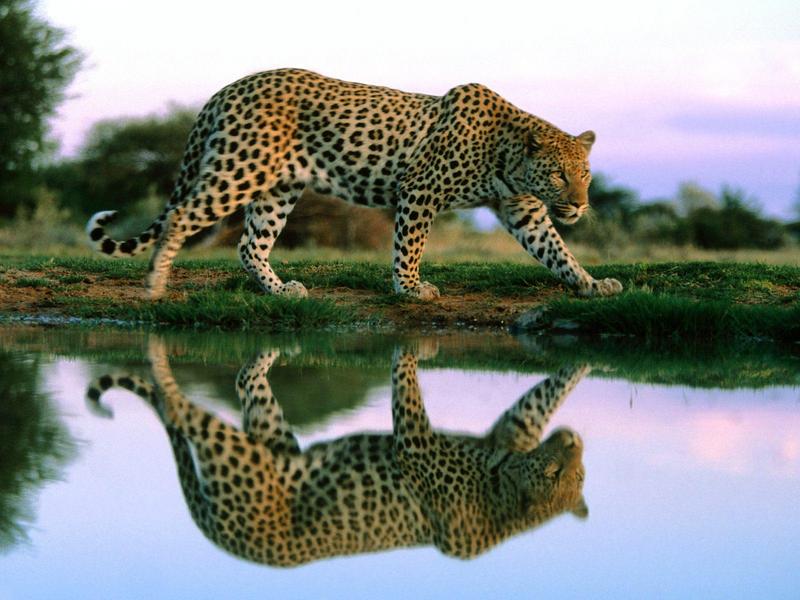 Spotted Reflections Africa.jpg