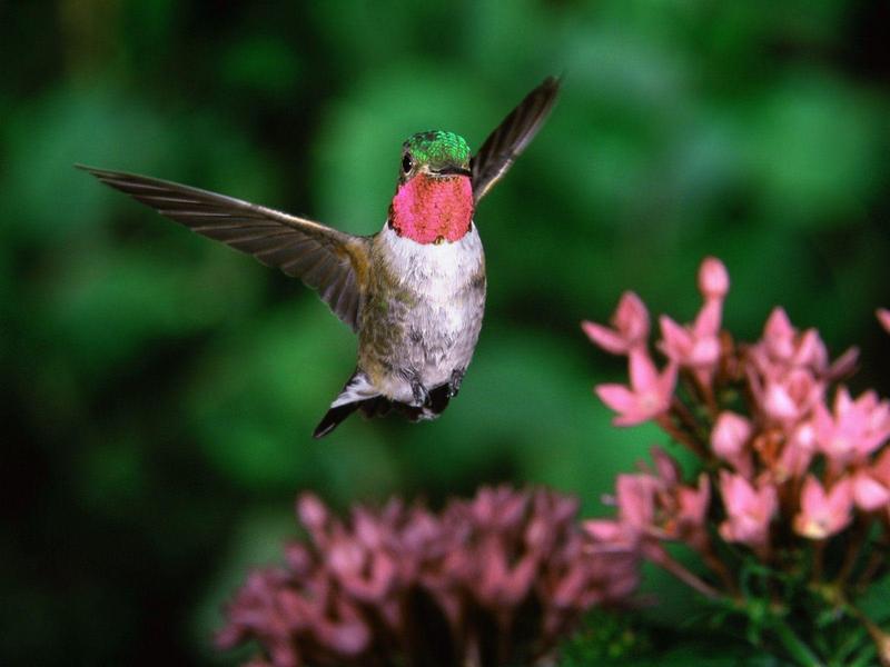 Broadtail Hummingbird.jpg