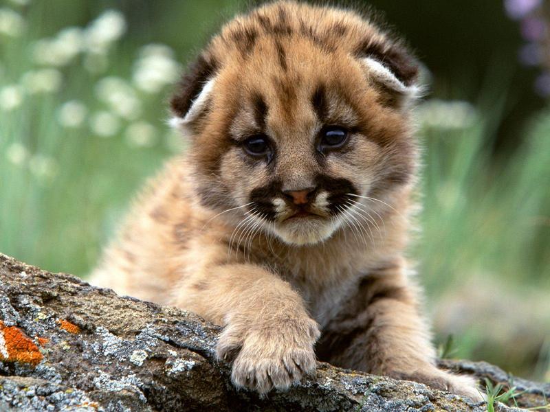 Mountain Lion Cub.jpg
