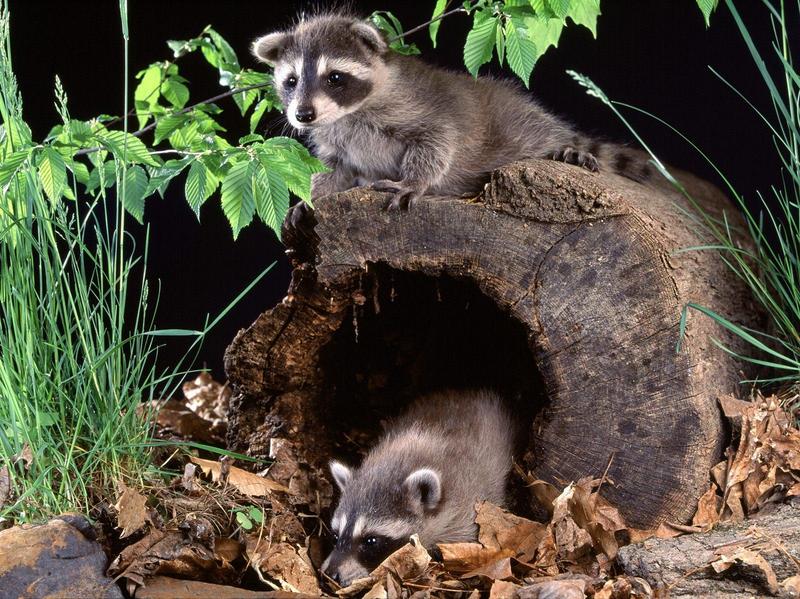 Raccoon Babies.jpg