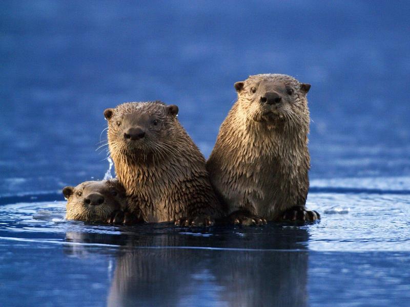 Sea Otter Family.jpg