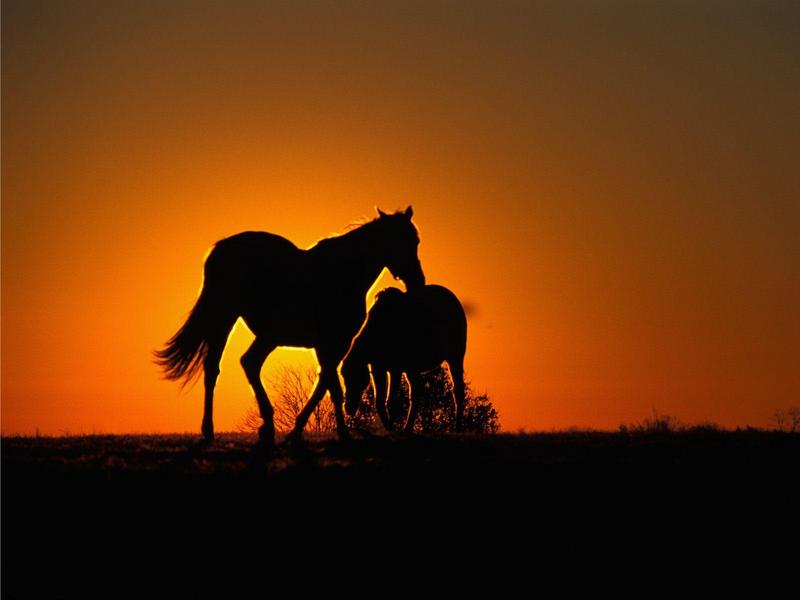 Thoroughbred Horses at Sunset Versailles Kentucky.jpg