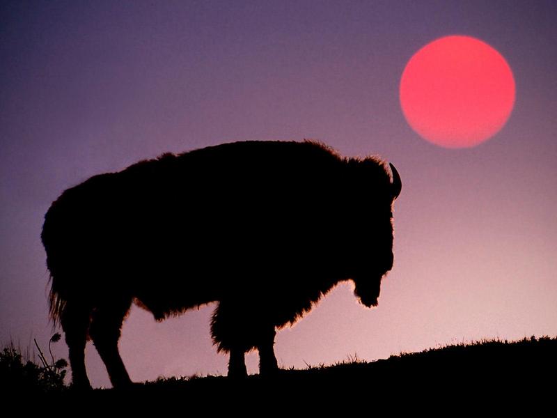 Bison Silhouetted at Sunrise Yellowstone National Park Wyoming.jpg