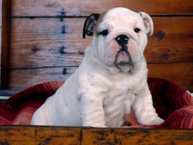 Bulldog Puppy.jpg