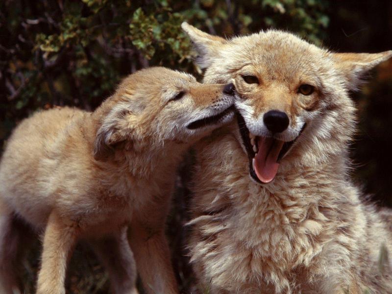 Coyote Mother and Pup.jpg
