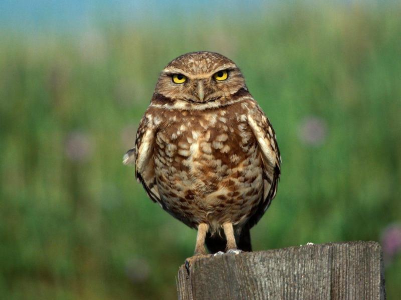 Eyes of Wisdom Burrowing Owl.jpg