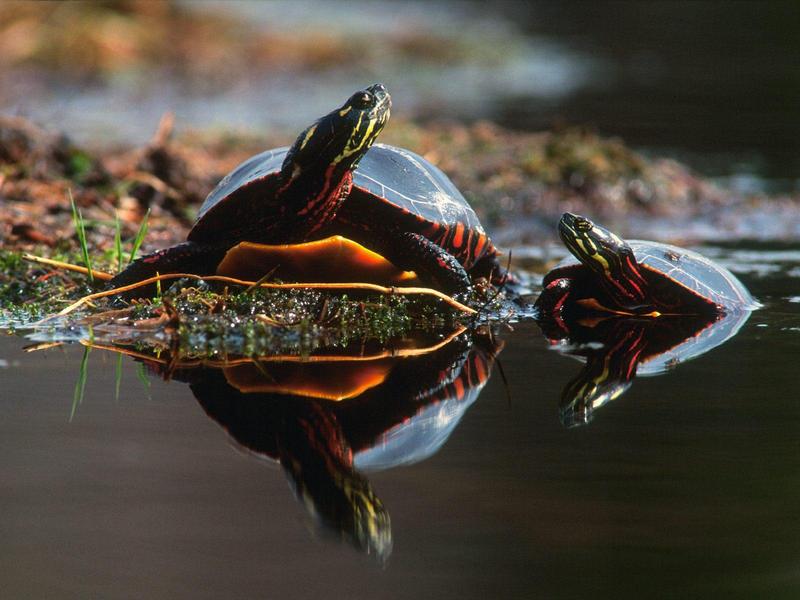 Family Bond Turtles.jpg