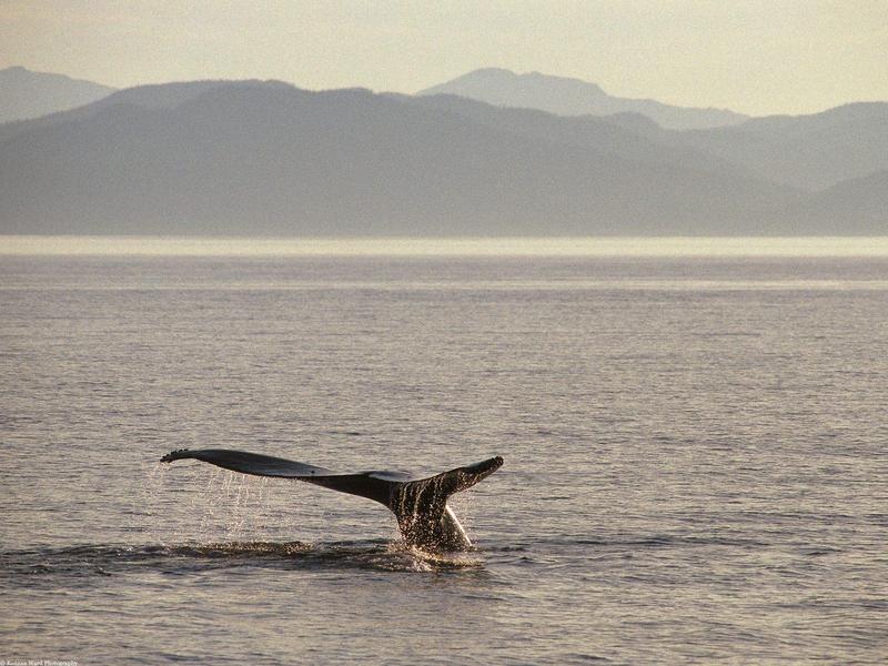 Humpback Whale Tail Alaska.jpg