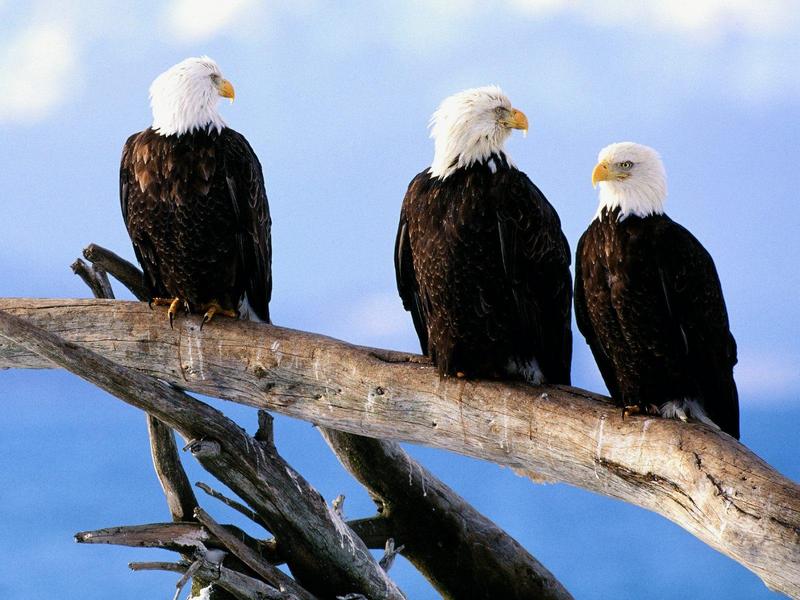 Wild and Free Bald Eagles.jpg