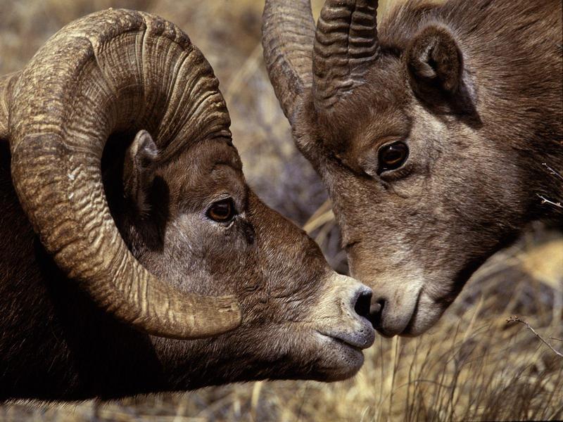 Big Horn Ram and Ewe.jpg