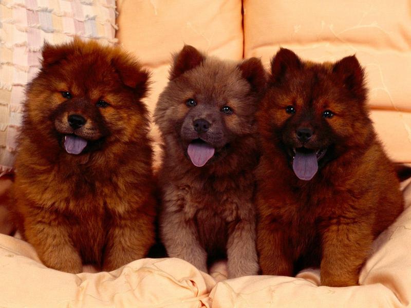 Cozy Couch Chow Chow Puppies.jpg