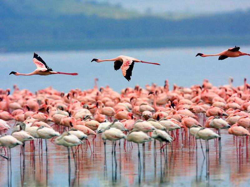 Flamingos Lake Nakuru Kenya.jpg