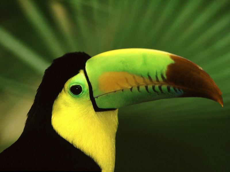 Keel-Billed Toucan.jpg