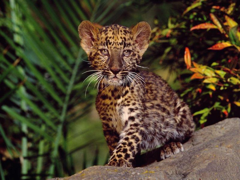 Leopard Cub.jpg