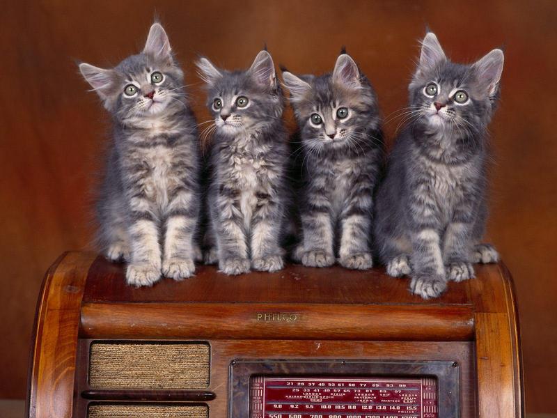 Radio Tuners Maine Coon Kittens.jpg