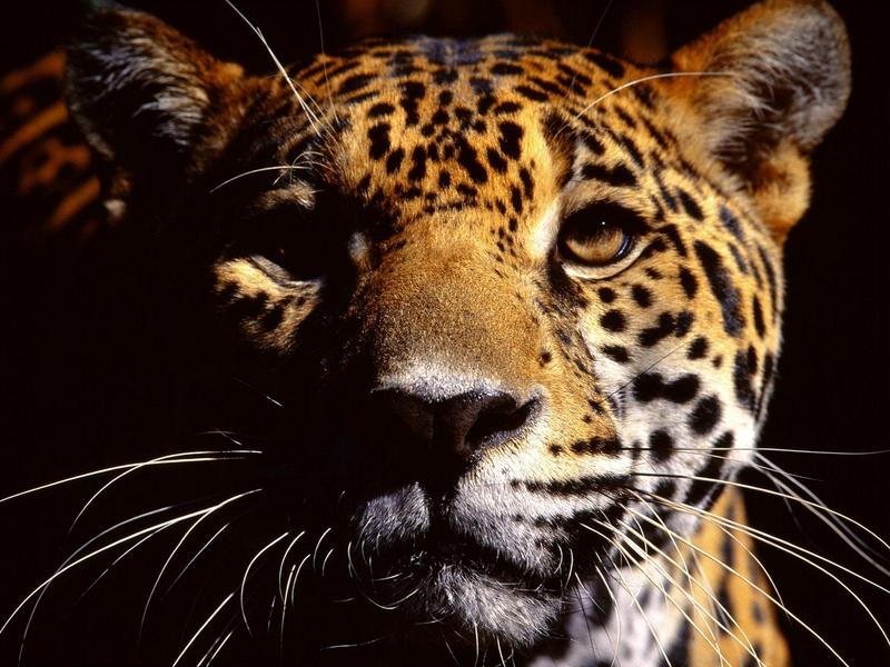 Wild Eyes Jaguar.jpg