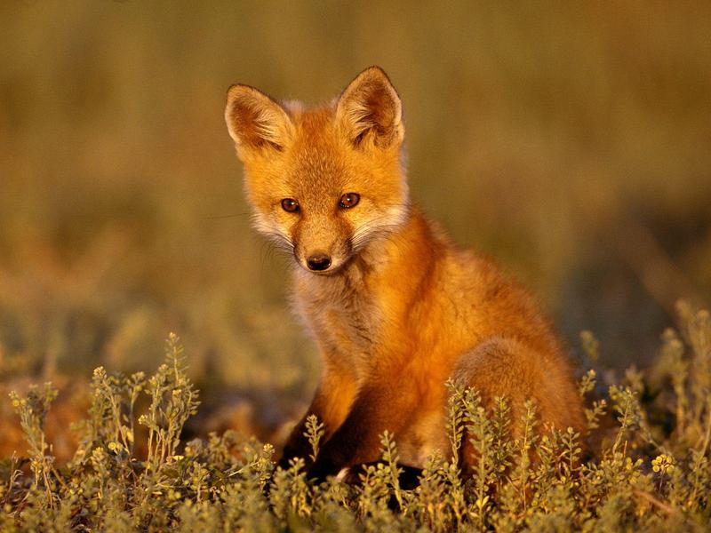 Young Red Fox.jpg