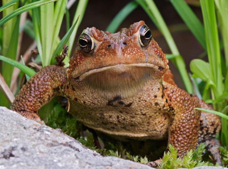 American Toad.jpg