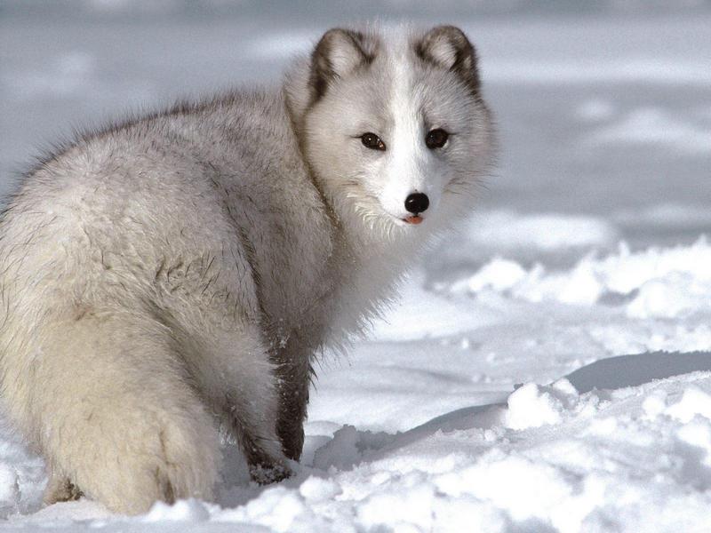 Arctic Fox.jpg