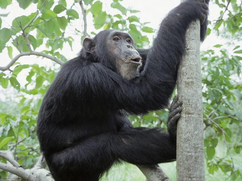 Chimpanzee Gombe National Park Tanzania Africa.jpg