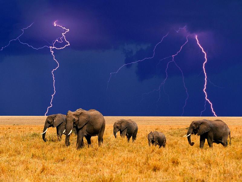 Elephants in an Approaching Storm.jpg