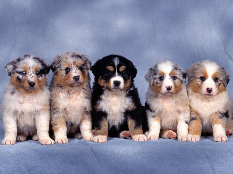 Fluffy Five Shepherd Puppies.jpg