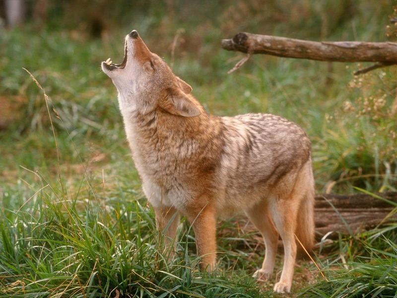 Howling Coyote.jpg